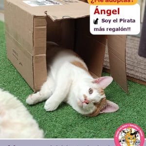 Angel | 5 meses | Macho