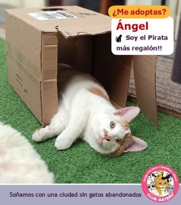 Angel | 5 meses | Macho