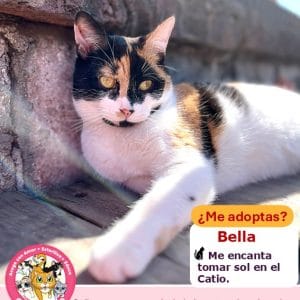 Bella | 2 años | Hembra