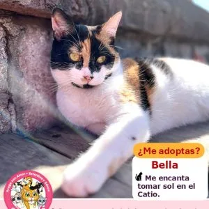 Bella | 2 años | Hembra