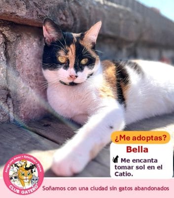 Bella | 2 años | Hembra