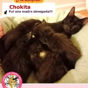 Chokita | 1 año | Hembra