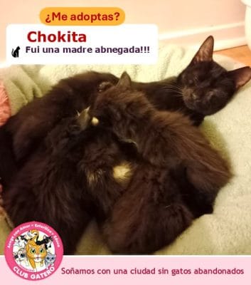 Chokita | 1 año | Hembra