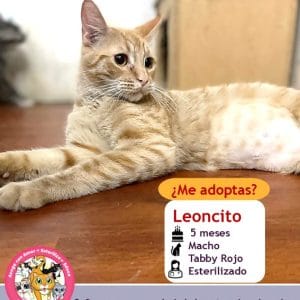 Leoncito | 7 meses | Macho
