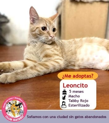 Leoncito | 7 meses | Macho