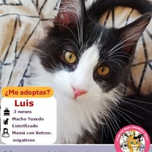Luis | 3 meses | Macho