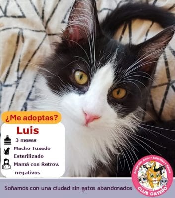 Luis | 3 meses | Macho