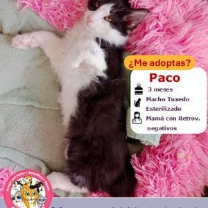 Paco | 3 meses | Macho