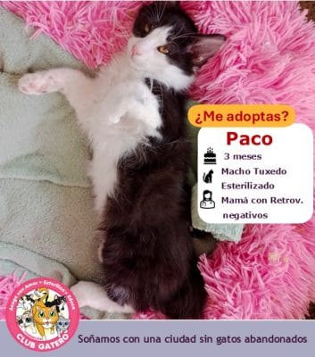 Paco | 3 meses | Macho