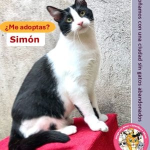 Simón | 1 año | Macho