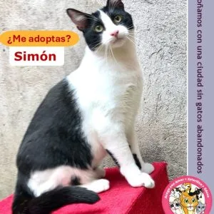 Simón | 1 año | Macho