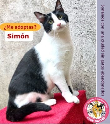 Simón | 1 año | Macho