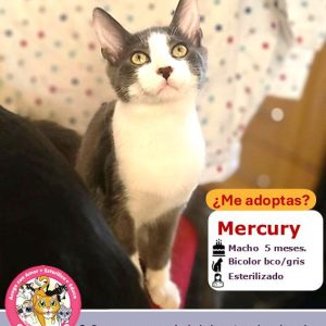 Mercury | 5 meses | Macho