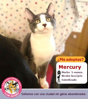 Mercury | 5 meses | Macho (ADOPTADO)