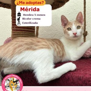 Mérida | 5 meses | Hembra