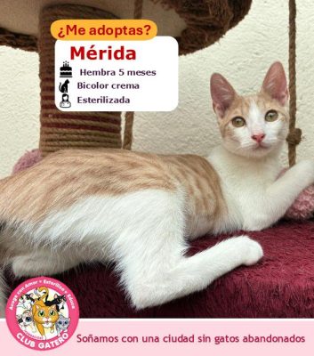 Mérida | 5 meses | Hembra (ADOPTADA)