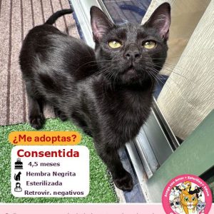 Consentida | 4,5 meses | Hembra