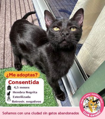 Consentida | 4,5 meses | Hembra
