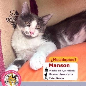 Manson | 4,5 meses | Macho