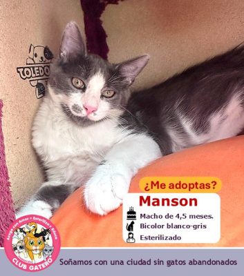 Manson | 4,5 meses | Macho (ADOPTADO)
