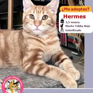 Hermes | 3,5 meses | Macho