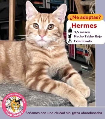 Hermes | 3,5 meses | Macho