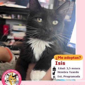 Isis | 3,5 meses | Hembra
